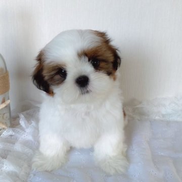 シーズー【滋賀県・男の子・2024年5月11日・ゴールド&ホワイト】の写真「ぬいぐるみみたい.•♥」