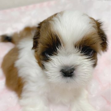 シーズー【滋賀県・女の子・2024年3月5日・ゴールド&ホワイト】の写真「ミンちゃんbaby長女ちゃん‪ෆ‪.*･ﾟ」