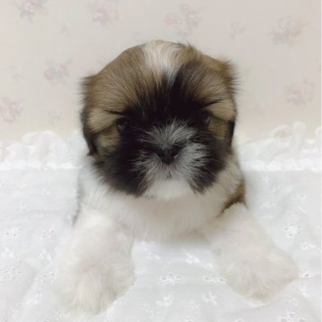 シーズー【滋賀県・男の子・2024年5月19日・ゴールド&ホワイト】の写真「可愛いです❤︎.*」