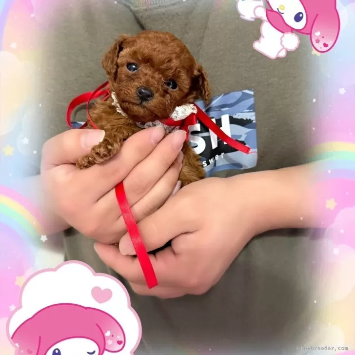 ティーカッププードル【千葉県・女の子・2025年11月3日・レッド・フォーン】の写真1