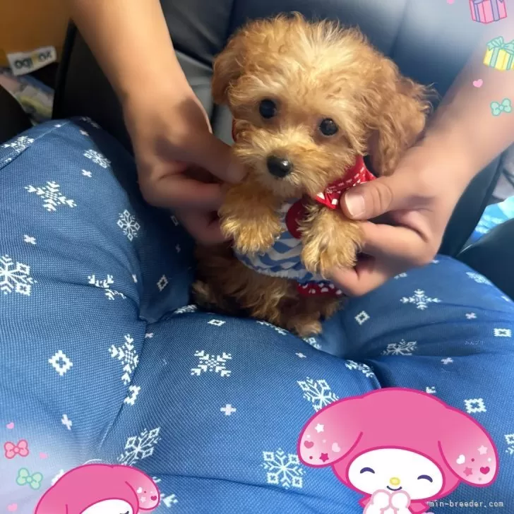 ちかこ 様のお迎えした子犬