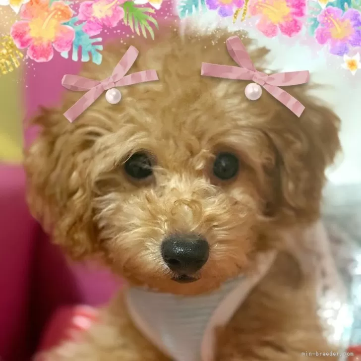 ID：2506-02366の子犬