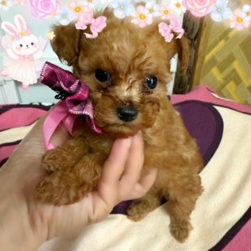 トイプードル(ティーカップ)【千葉県・女の子・2025年4月26日・レッド・フォーン】の写真「マイクロサイズかも♡ちっちゃい女の子☆」