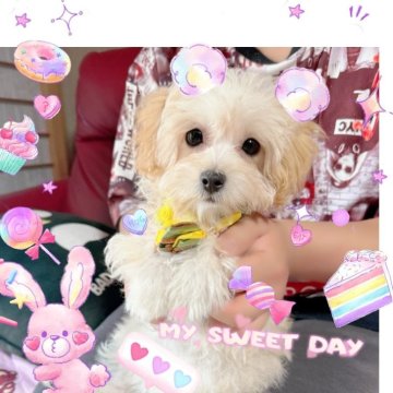 マルプー(マルチーズ×トイプードル)【千葉県・女の子・2025年2月28日・クリーム】の写真「マルプー☆クリームの美人ちゃん」