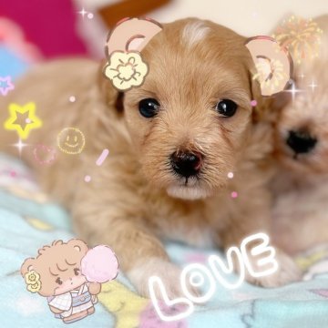 マルプー(マルチーズ×トイプードル)【千葉県・男の子・2025年8月19日・クリーム】の写真「クリームのマルプーくん☆」