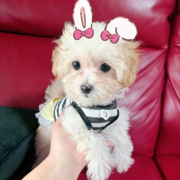 マルプー(マルチーズ×トイプードル)【千葉県・女の子・2025年2月28日・クリーム】の写真「マルプー☆クリームのかわいい子(^^)/」
