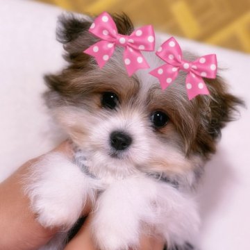 ポメマル(マルチーズ×ポメラニアン)【千葉県・女の子・2025年9月19日・パーティー】の写真「ぽめまる女の子💕クリスマス価格🎄」