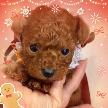 ティーカッププードル【千葉県・男の子・2025年11月3日・レッド・フォーン】の写真「ティーカップ予想☆レッドフォーンの男の子」