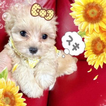 マルプー(マルチーズ×トイプードル)【千葉県・男の子・2025年5月14日・クリーム】の写真「マルプークリームの男の子☆」