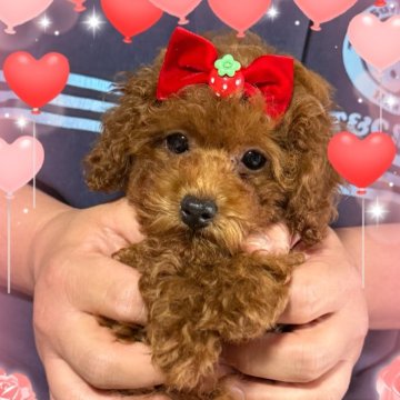 タイニープードル【千葉県・女の子・2025年2月9日・レッド】の写真「レッドの天使ちゃん☆」