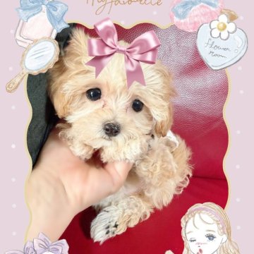 マルプー(マルチーズ×トイプードル)【千葉県・女の子・2025年2月28日・クリーム】の写真「ちっちゃいマルプー姫☆」