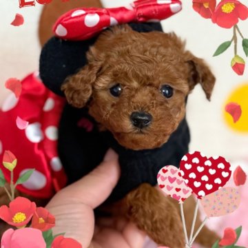 トイプードル(ティーカップ)【千葉県・女の子・2025年11月3日・レッド・フォーン】の写真「ティーカップ予想☆レッドフォーンの女の子」