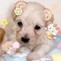 マルプー(マルチーズ×トイプードル)【千葉県・男の子・2025年8月19日・クリーム】の写真3