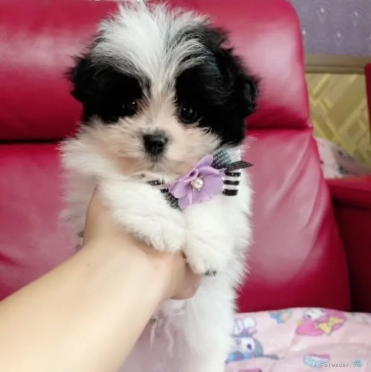 ID:2305-02100の子犬