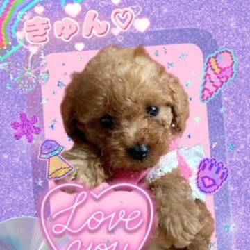 トイプードル(タイニー)【千葉県・女の子・2023年7月3日・レッド】の写真「タイニー予想☆お姫様(*'ω'*)」