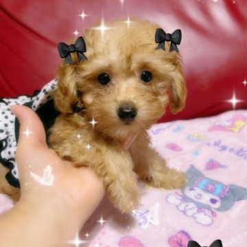 トイプードル(タイニー)【千葉県・男の子・2023年8月5日・レッド】の写真「ちっちゃい男の子☆」