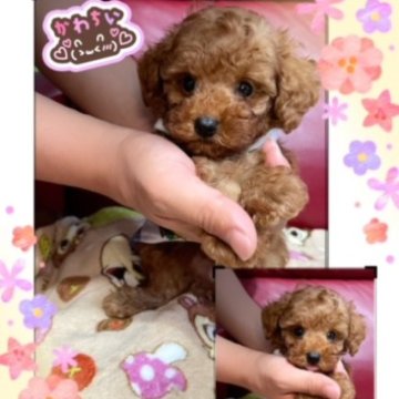 トイプードル(タイニー)【千葉県・男の子・2023年7月3日・レッド】の写真「タイニー予想☆レッド王子様(*^^*)」