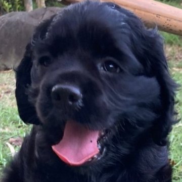 アメリカンコッカースパニエル【鹿児島県・男の子・2024年7月14日・ブラック】の写真「目のパッチリした、瞳の綺麗な可愛い仔犬ちゃんです。」