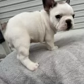 フレンチブルドッグ【大阪府・男の子・2025年9月16日・フォーン&ホワイト】の写真4