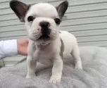 フレンチブルドッグ【大阪府・男の子・2025年9月16日・フォーン&ホワイト】の写真7