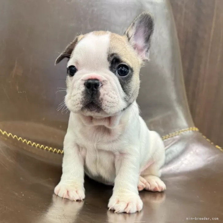 ID：2502-00868の子犬