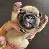 フレンチブルドッグ