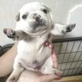 フレンチブルドッグ
