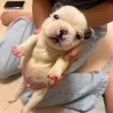 フレンチブルドッグ