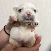 フレンチブルドッグ