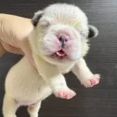 フレンチブルドッグ