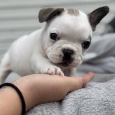 フレンチブルドッグ