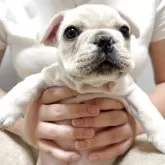 フレンチブルドッグ