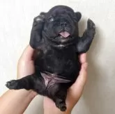 フレンチブルドッグ