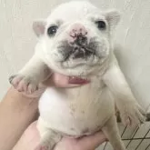 フレンチブルドッグ