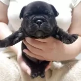 フレンチブルドッグ