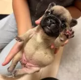 フレンチブルドッグ