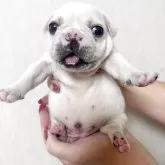 フレンチブルドッグ