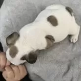 フレンチブルドッグ【大阪府・男の子・2025年9月16日・フォーン&ホワイト】の写真8