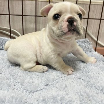 フレンチブルドッグ【大阪府・男の子・2024年4月4日・クリーム】の写真「両親に似てムチコロボディです⭐︎」