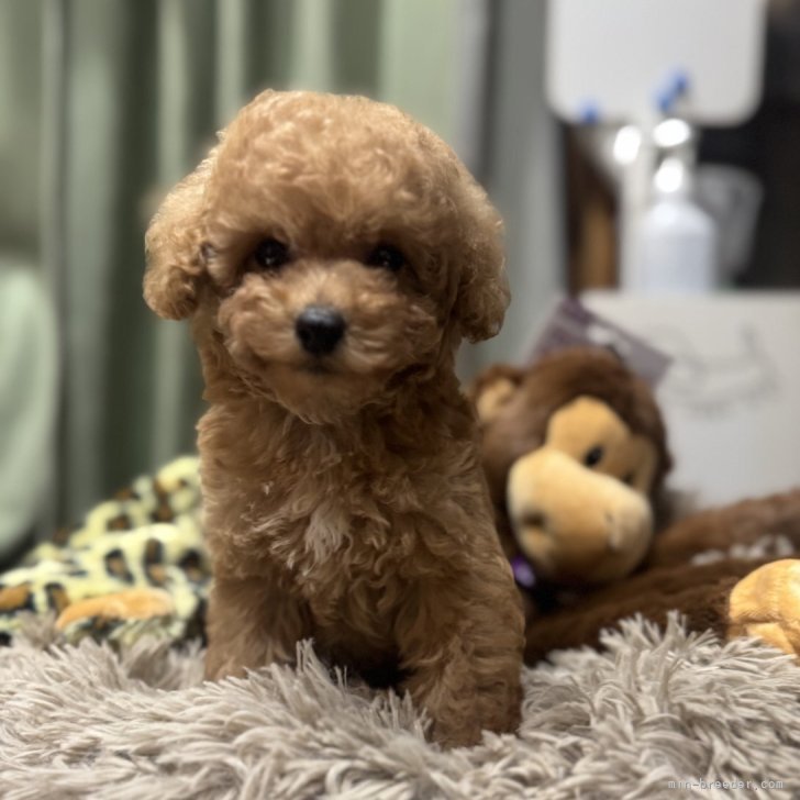 ブリーダー画像