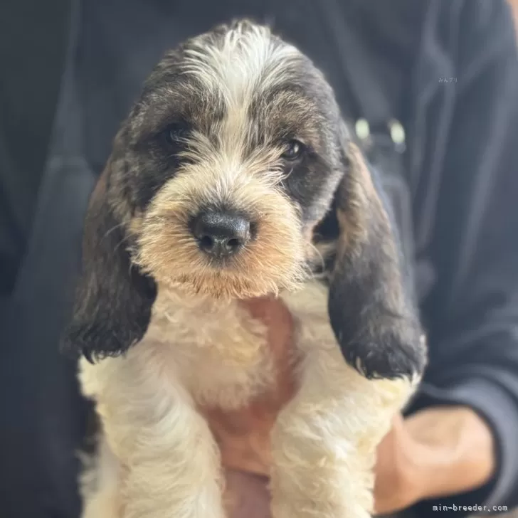ID：2508-00012の子犬