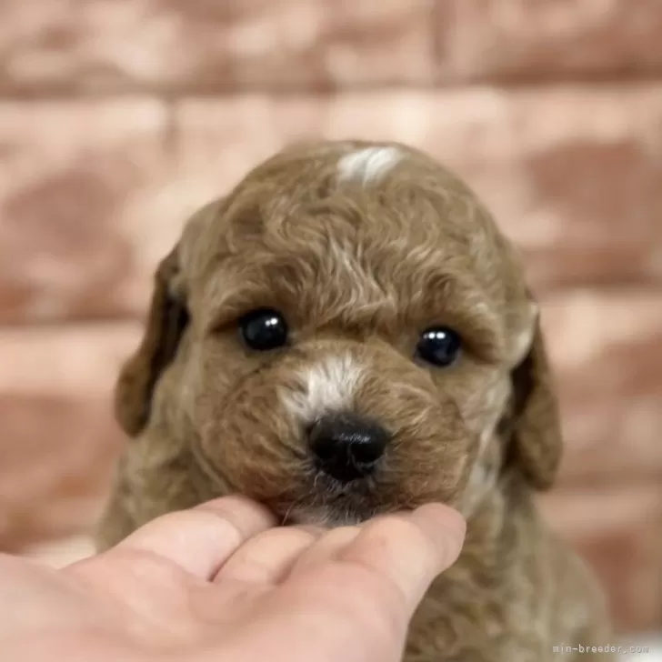 ID:2505-06332の子犬