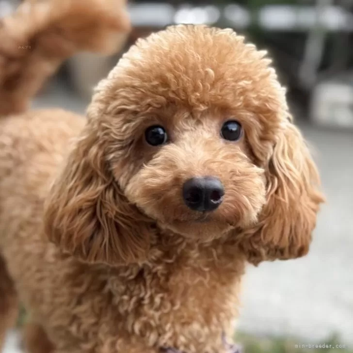 トイプードル(トイ)【埼玉県・男の子・2024年10月5日・アプリコット】の写真1