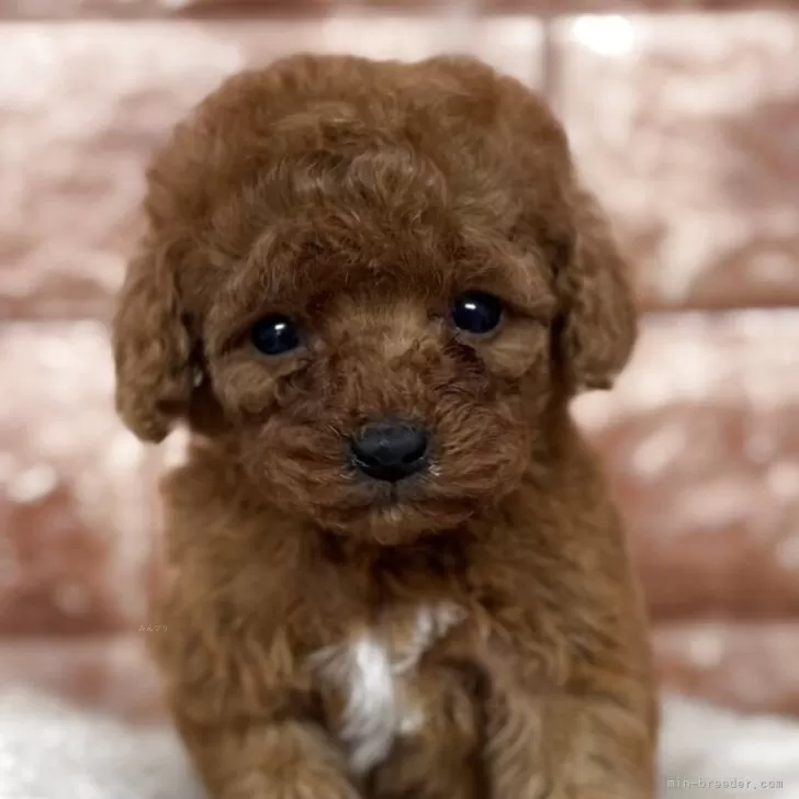 ID:2504-01946の子犬