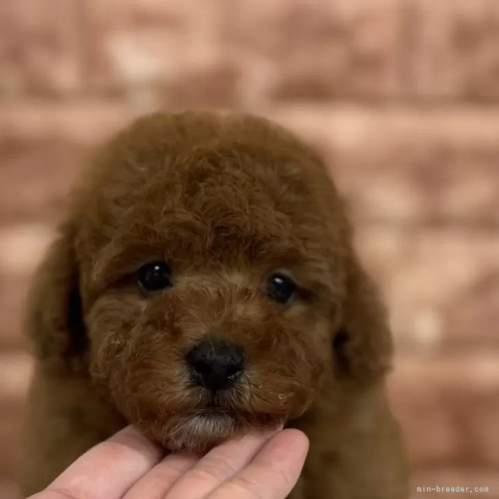 ID：2411-05263の子犬