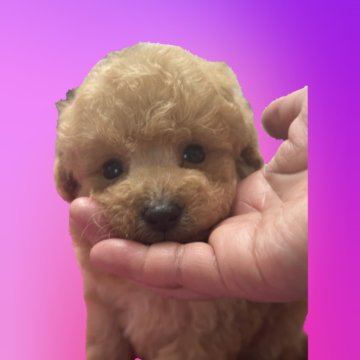 タイニープードル【埼玉県・男の子・2025年9月25日・アプリコット】の写真「爆毛🥰プリンス級の可愛さ❤️」