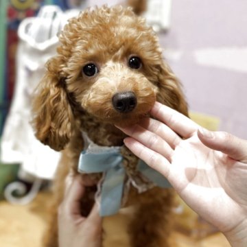 トイプードル(トイ)【埼玉県・男の子・2024年10月5日・アプリコット】の写真「特別料金でご案内中です☆」