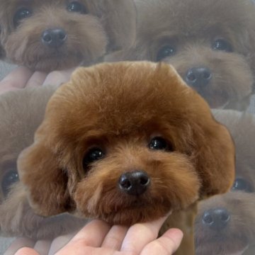トイプードル(トイ)【埼玉県・男の子・2024年10月5日・レッド】の写真「まるで輝くシャインレッド✨小柄な男の子🐥」