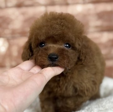 トイプードル(トイ)【埼玉県・男の子・2025年3月22日・レッド】の写真「ぬいぐるみちゃん🧸」