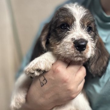 プチバセットグリフォンバンデーン【埼玉県・男の子・2025年6月23日・トライ】の写真「今年最後の仔犬のご案内です。」